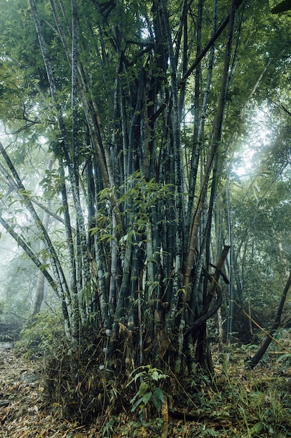 enorme bosque de bambú en Tailandia
