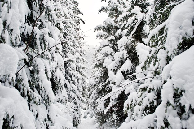 Enorme bosque de pinos cubierto de nieve Majestuosos paisajes invernales