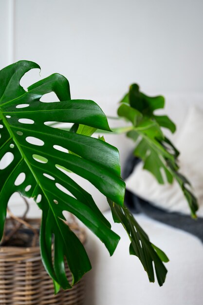 Enorme planta de monstera en maceta en la habitación