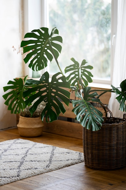 Enorme planta monstruosa en maceta en la habitación