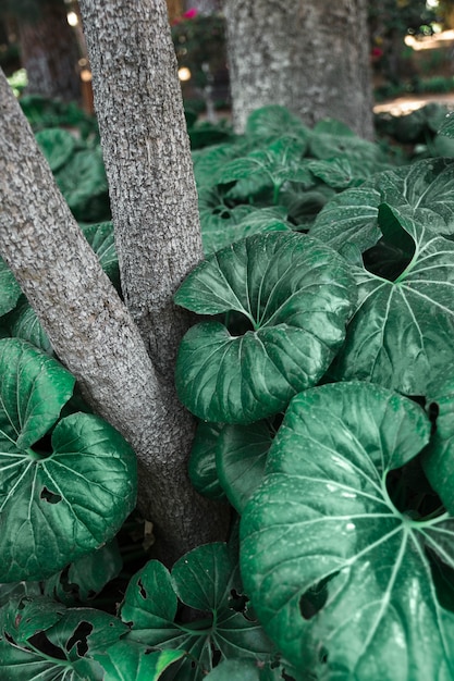 Foto gratuita enormes hojas cerca del tronco del árbol