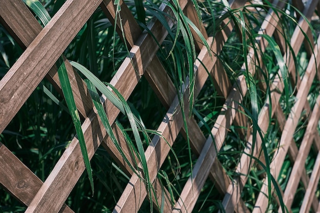 Foto gratuita enrejado de madera cubierto de vegetación enfoque selectivo follaje de hierbas con hojas verdes y blancas sobre fondo de enrejado de jardín o protector de pantalla para banner de naturaleza