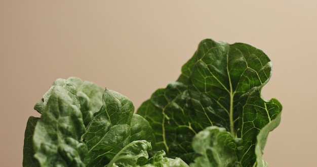 Ensalada deja movimiento de primer plano sobre fondo beige con gotas de agua