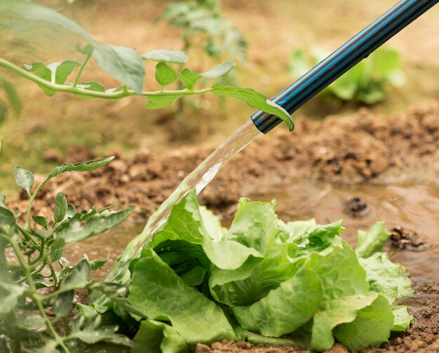 Ensalada verde de riego de manguera