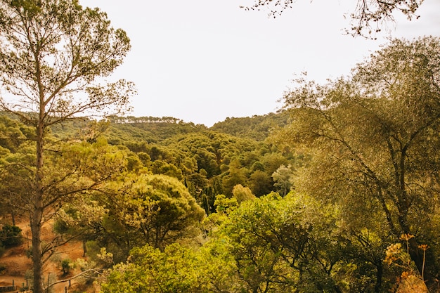 Foto gratuita entorno de bosque verde