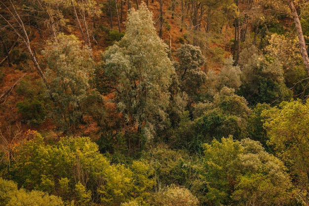 Entorno de bosque