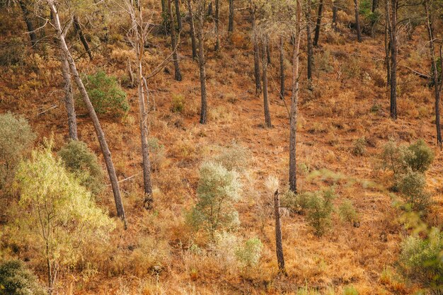 Entorno de otoño