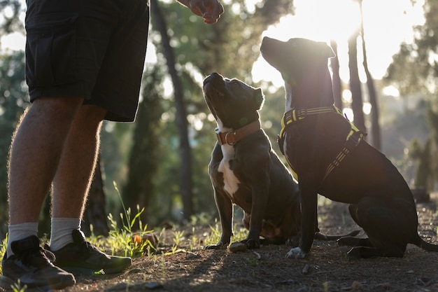 Entrenador dando golosinas a los perros durante la sesión