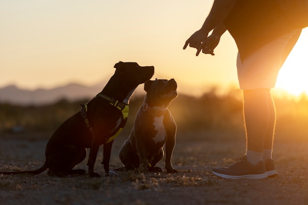 Entrenador de perros saltando con perros