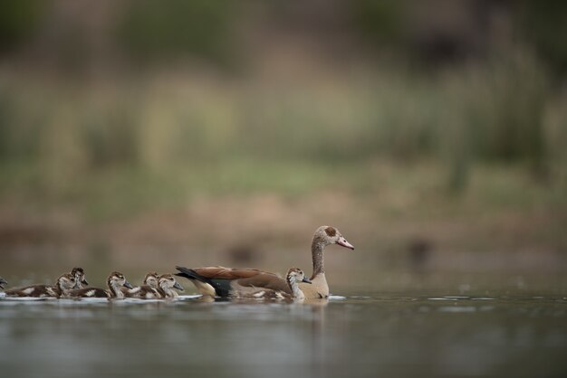 Equipo de patos nadando en el agua con un fondo borroso