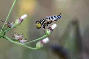 Foto gratuita eristalinus o hoverfly posado sobre una pequeña flor