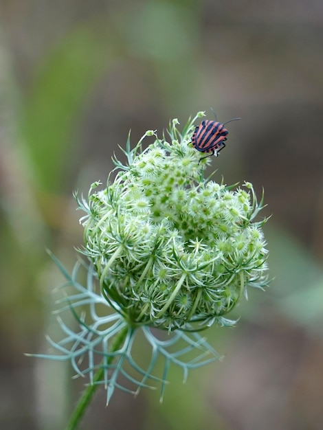 Error de Graphosoma lineatum con rayas rojas y negras en la parte superior de la flor