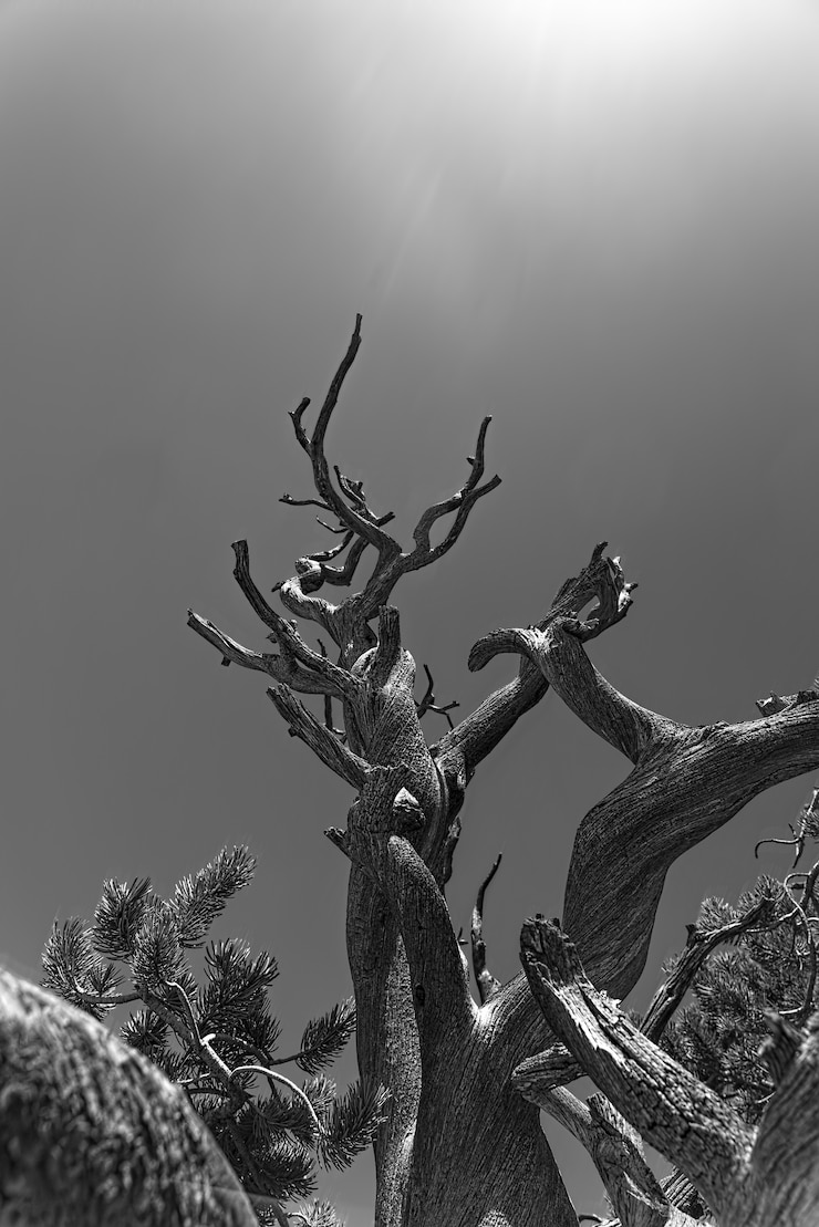Foto gratuito escala de gris vertical de árboles viejos bajo la luz del sol