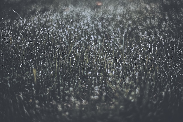 Foto gratuita escala de grises rocío de agua sobre hierba