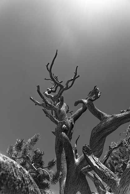 Escala de grises vertical de árboles viejos bajo la luz del sol