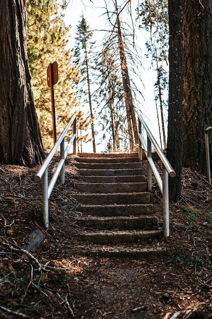 Escalera cubierta de tierra con barandas de metal en el bosque