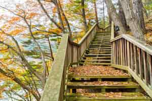 Foto gratuita escalera de madera en el parque