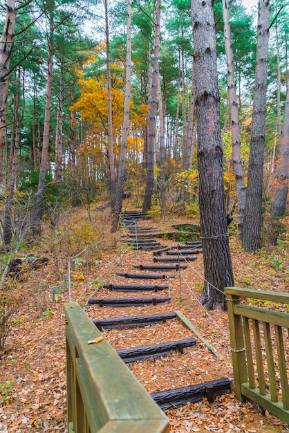 Foto gratuita escalera de madera en el parque