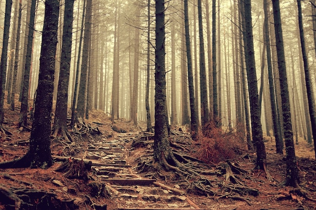 escalera de niebla vegetación aventura líder