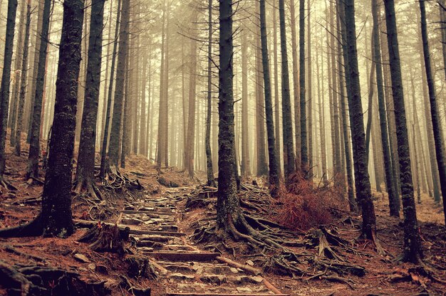 escalera de niebla vegetación aventura líder