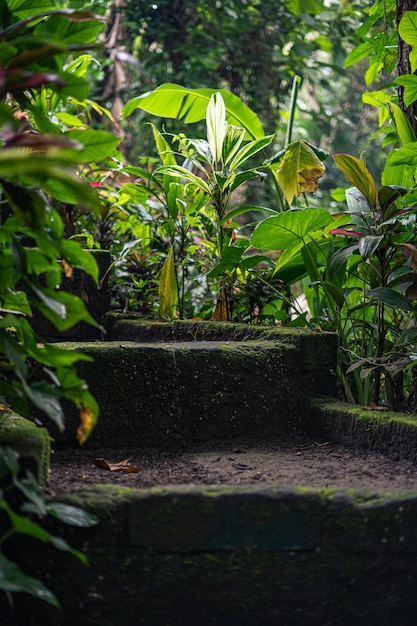 Escaleras cubiertas de musgo rodeadas de plantas verdes.