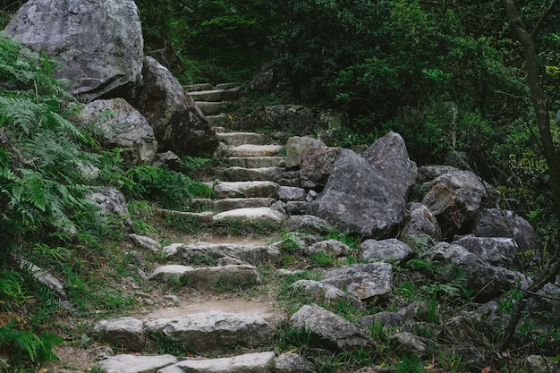 Escaleras de piedra que conducen al bosque.