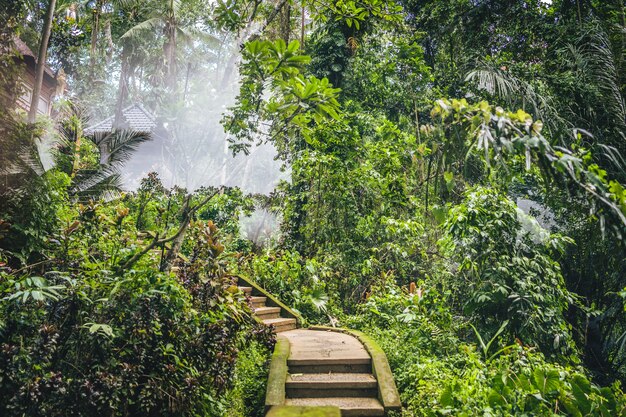 Escaleras que conducen a un resort en medio de un bosque