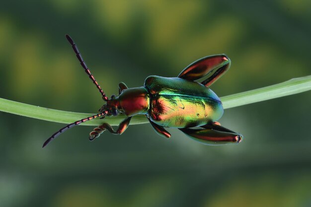 Un escarabajo ancas de rana Sagra sp en rama con fondo natural