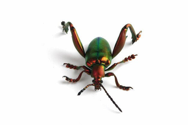 Un escarabajo ancas de rana Sagra sp sobre fondo blanco escarabajo ancas de rana Sagra sp closeup
