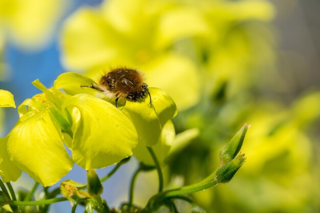 Escarabajo de Berbería de pelo amarillo recogiendo polen de flores de acedera del cabo amarillo