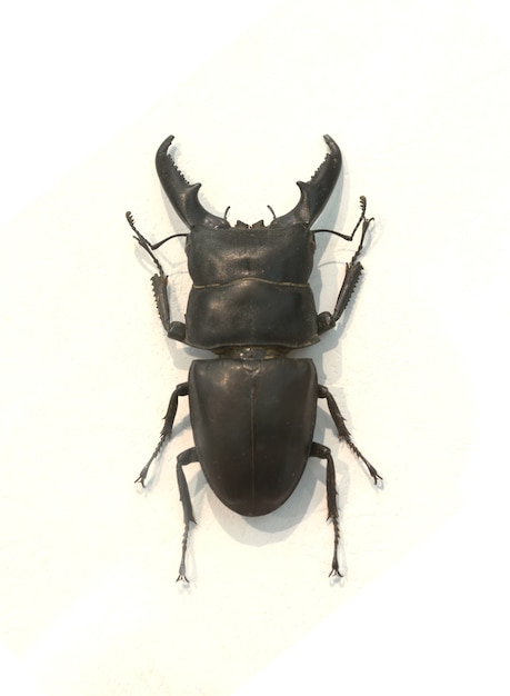 Escarabajo con cuernos gruesos