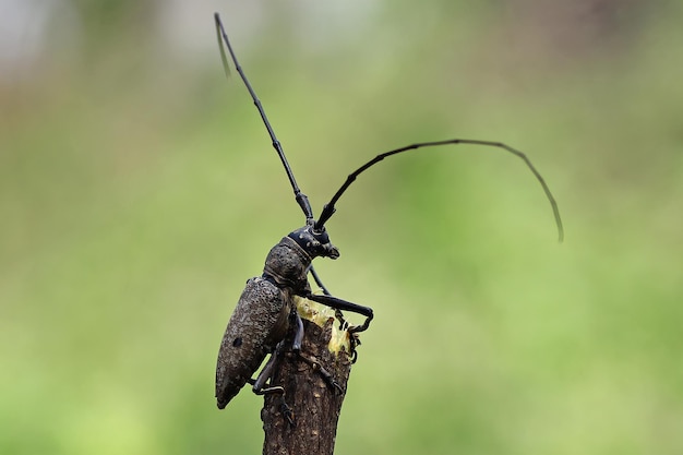 Escarabajo de cuernos largos cara de primer plano en la rama Escarabajo de cuernos largos listo para volar insecto de cara de primer plano