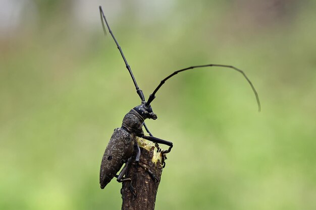 Escarabajo de cuernos largos cara de primer plano en la rama Escarabajo de cuernos largos listo para volar insecto de cara de primer plano