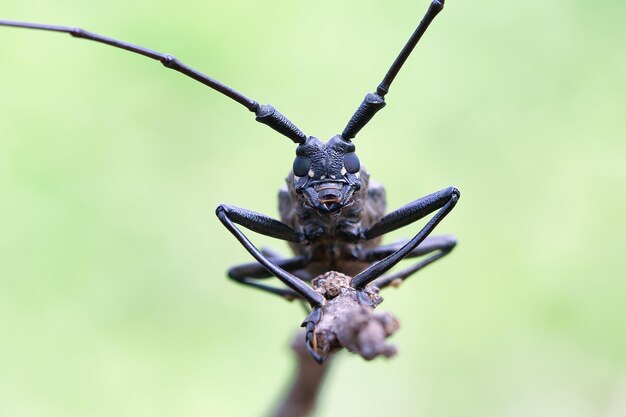 Escarabajo de cuernos largos cara de primer plano en rama insecto de cara de primer plano