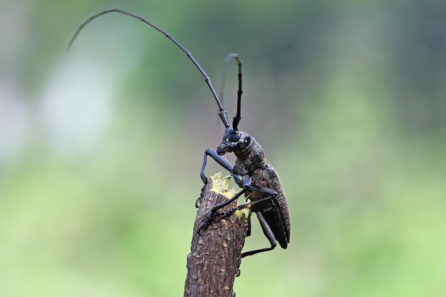 Escarabajo de cuernos largos cara de primer plano en rama insecto de cara de primer plano