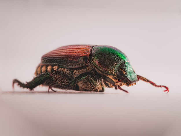 Escarabajo Japonés (Popillia japonica)
