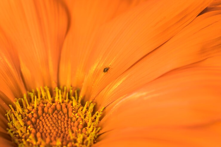 Foto gratuito escarabajo en maravillosa flor de naranja
