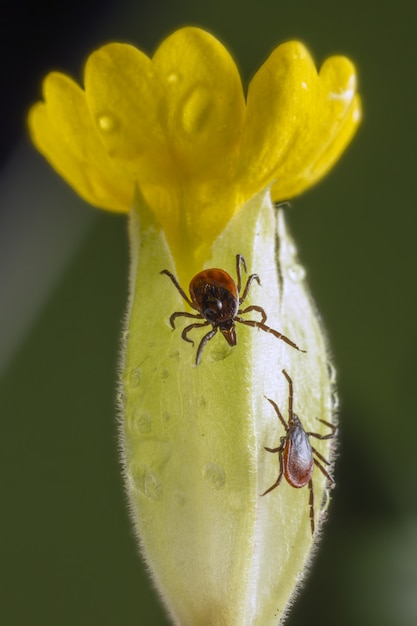 Escarabajo marrón y negro sobre flor amarilla