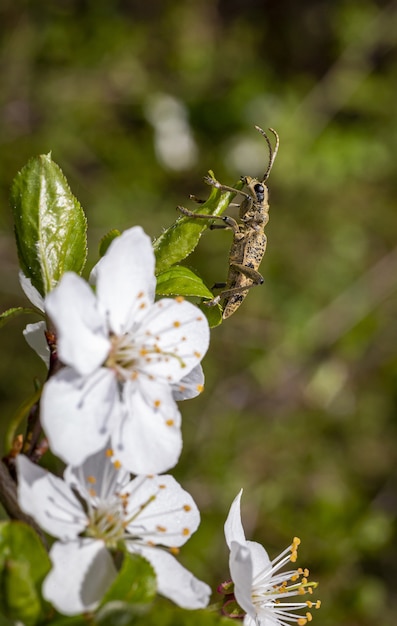 Escarabajo marrón sentado en flor blanca