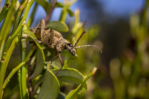 Escarabajo marrón sentado en la hoja verde