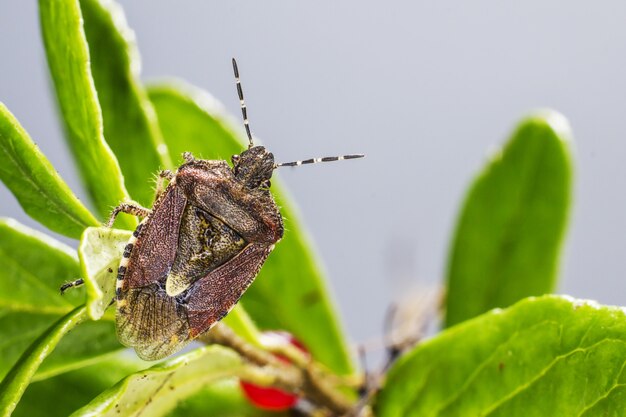Escarabajo marrón sentado en la planta de cerca