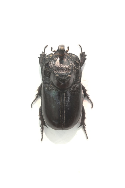 Escarabajo negro de espalda ancha