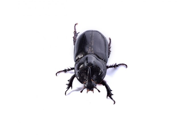Escarabajo negro sobre fondo blanco