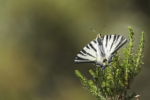 Escasa cola de golondrina, Iphiclides podalirius