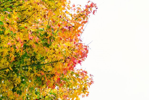 Escena al aire libre puesta del sol otoño luz del sol