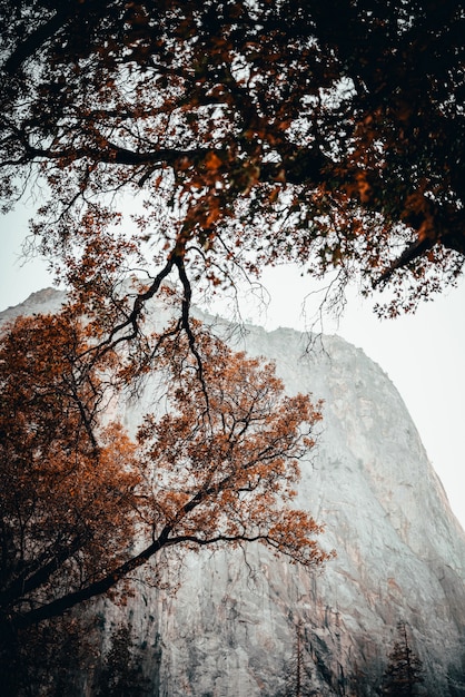 Foto gratuita escena de ángulo bajo de árboles con hojas de color naranja en otoño con una roca brumosa en el fondo