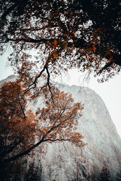 Escena de ángulo bajo de árboles con hojas de color naranja en otoño con una roca brumosa en el fondo