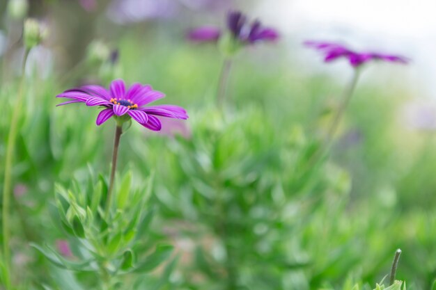 Escena borrosa con flores moradas