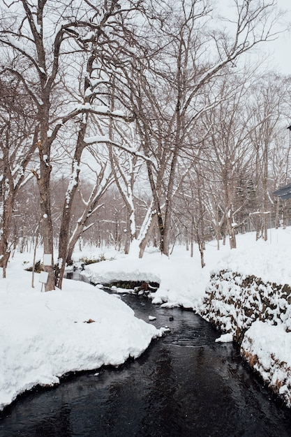 Escena del bosque nevado en el santuario de togakushi, Japón