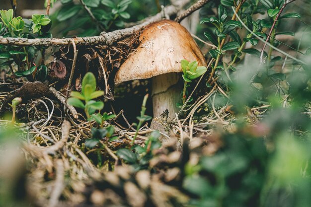 Escena en un bosque con una seta.